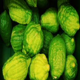 SBJEI -FRESH JARA LEBU OR CITRUS LEMON